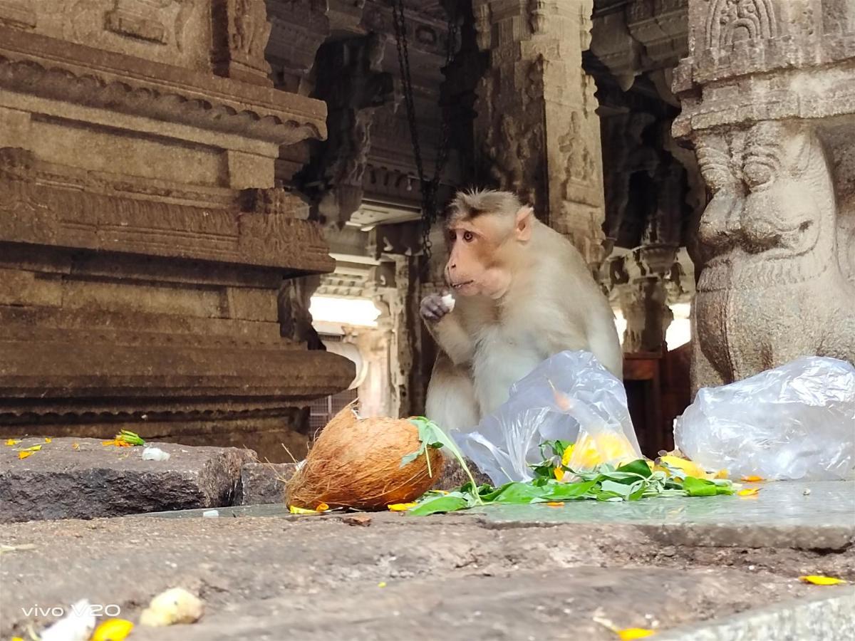 Srinivasa Homestay 亨比 外观 照片